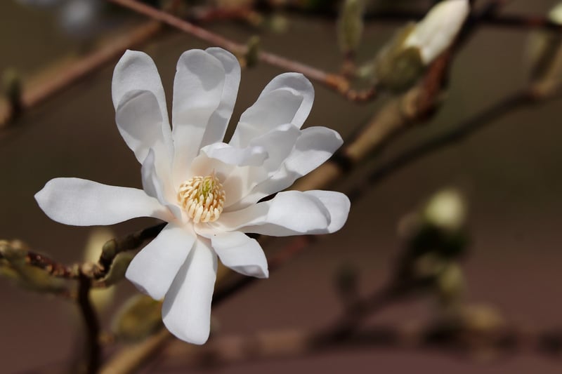 Magnolia Trees